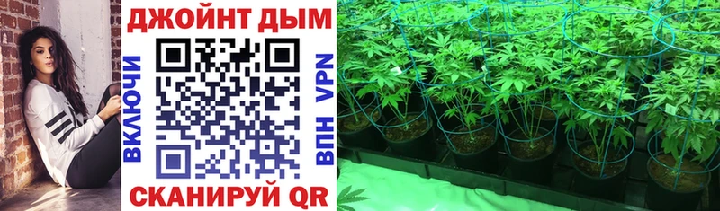 Купить где Каменногорск Конопля семена